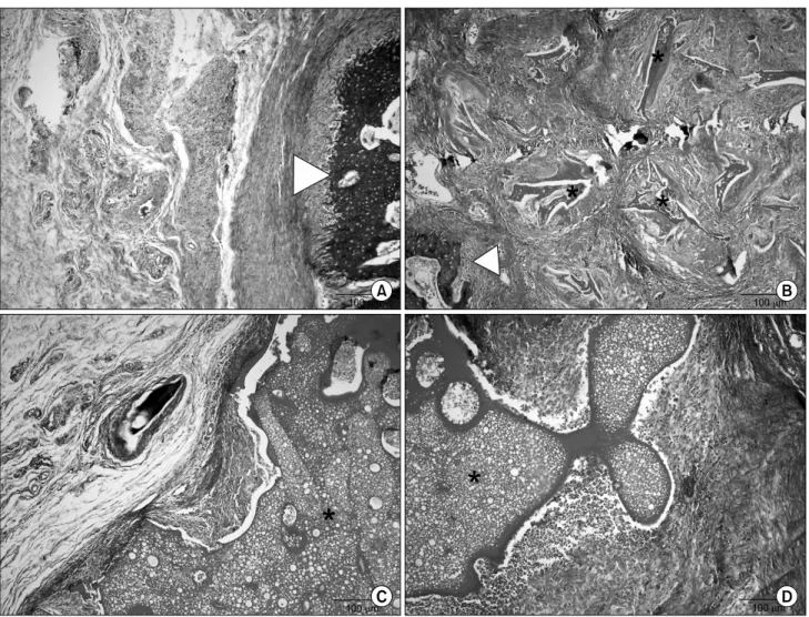 Fig. 2. Histological view at 4 weeks after grafting (A: unfilled control, B: silk only, C: silk＋substance P (10μg/ml), D: silk＋substance  P (100μg/ml)