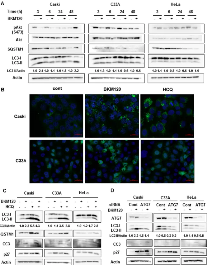 Figure 2: BKM120 selectively increases autophagy in PIK3CA-mutant cancer cells.  A. Cells were treated with 1 μM BKM120  for the indicated periods