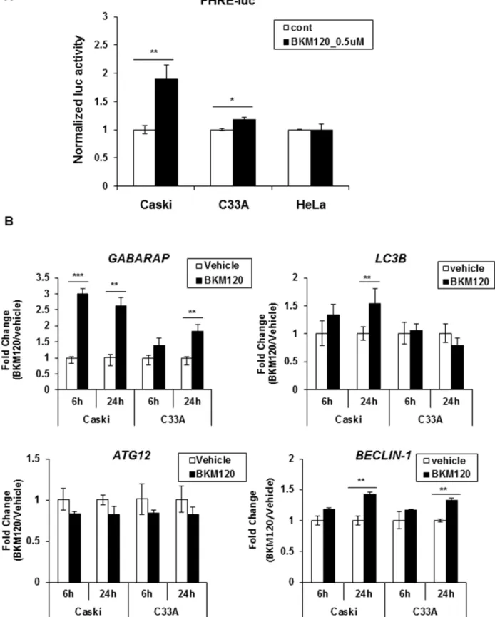 Figure 4: BKM120 induces FOXO transcriptional activity in Caski cells, but not in C33A cells