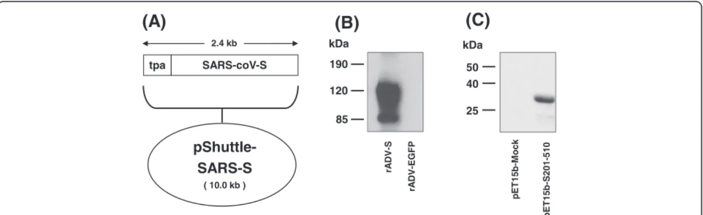 Figure 1 Construction of rADV vector expressing SARS-CoV S glycoprotein and expression of S proteins in 293 T cells and bacteria