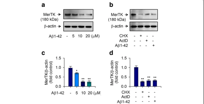 Fig. 1 MerTK expression in human THP-1 macrophages is decreased by treatment with A β1-42
