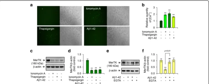 Fig. 2 A β1-42-mediated reduction of MerTK expression is associated with increased intracellular Ca 2+ level compared to treatment with
