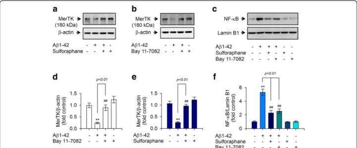 Fig. 7 MerTK silencing using siRNA decreased anti-inflammatory activities of sulforaphane against A β1-42-induced production of IL-1β and TNF-α