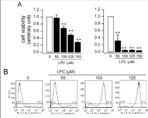 Fig. 1. HUVEC death induced by LPC.