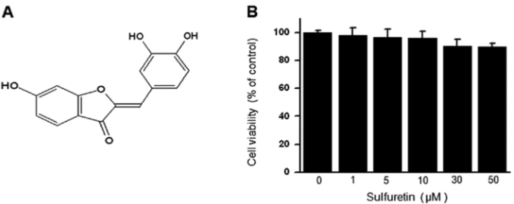 Figure 1. Effect of sulfuretin on MCF-7 cell viability. (A) The chemical structure of sulfuretin