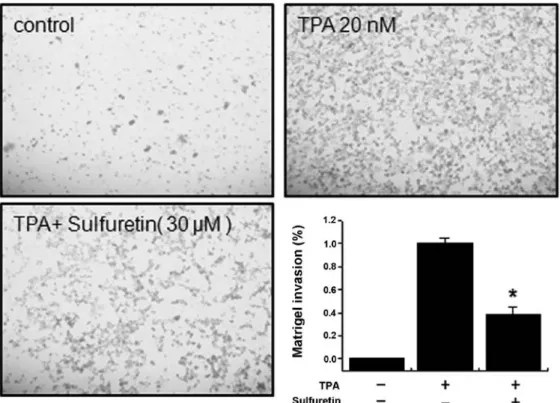 Figure 4. Effect of sulfuretin on TPA-induced Matrigel invasion in MCF-7 cells. Cells were seeded onto the upper chamber, and drugs were placed in the well
