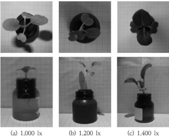 Fig. 13. Average Growth Change of Plants at 1,800 lx                     Ⓐ  Growth  of  plant,  Ⓑ  :  Length  Difference