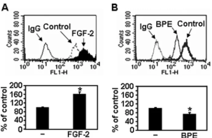 FIGURE 7. ␣-MSH inhibits expression of syndecan-2 paralleled with