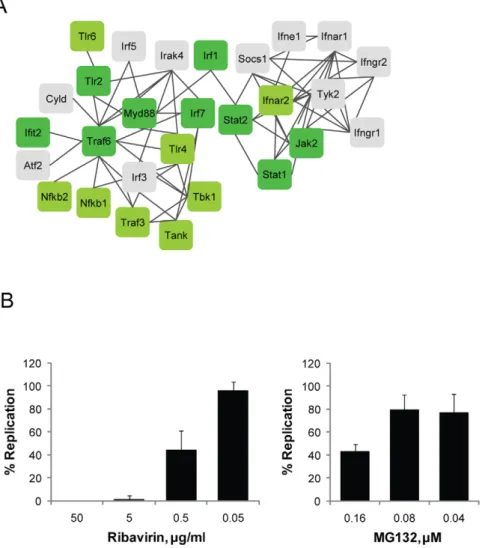 Figure 5. Inhibitory effect of MG132 on RSV replication. (A) Interaction map of the MG132 induced immune signaling molecules