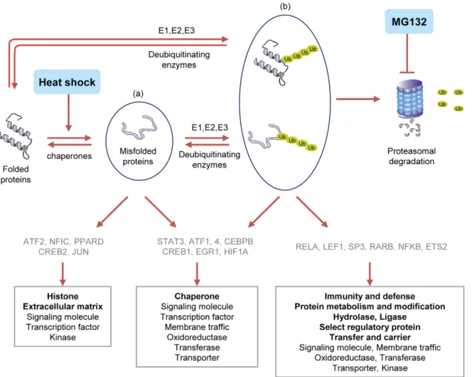Figure 6. Summary of cellular responses to heat shock and MG132 in RIF-1 and TR cells