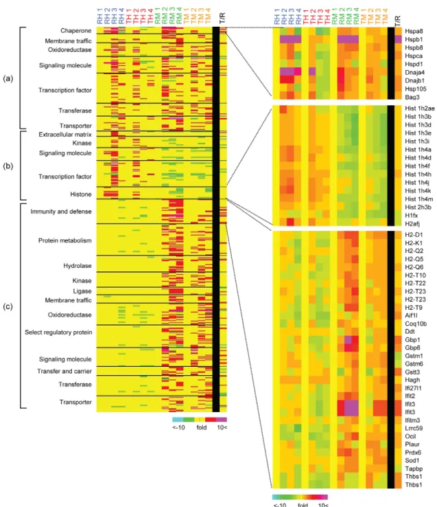 Figure 4. Gene groups up-regulated by both heat shock and MG132, heat shock only or MG132 only in RIF-1 and TR cells