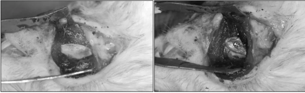 Fig. 3. Bone exposure, harvested  bone fixation with microscrew at  bone augmentation model.