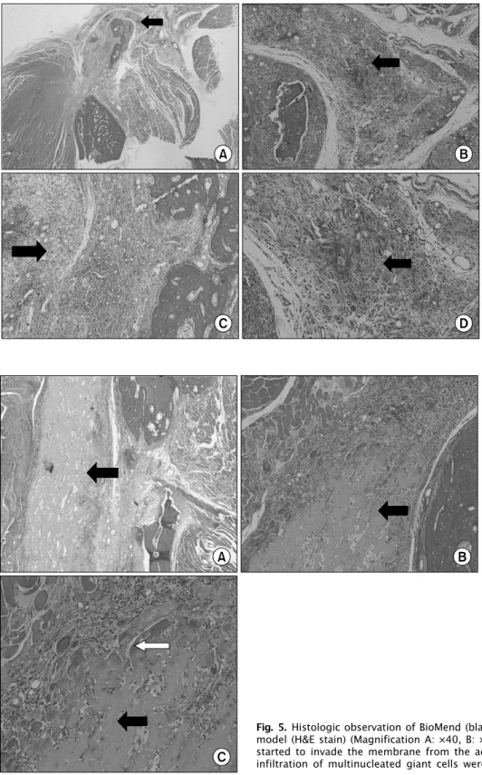 Fig. 5. Histologic observation of BioMend (black arrow) at 4 weeks in bone defect  model (H&amp;E stain) (Magnification A: ×40, B: ×100, C: ×400)