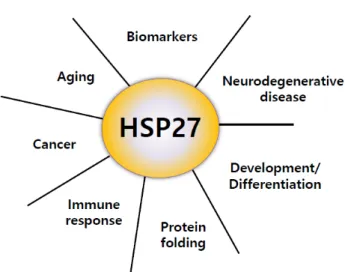 Figure 1. Major roles of heat shock protein 27 (HSP27). HSP27 has important functions, including  protein folding regulation by chaperone activity, immune response, cancer promotion, inducing  resistance to anticancer drugs, aging, biomarkers of several di