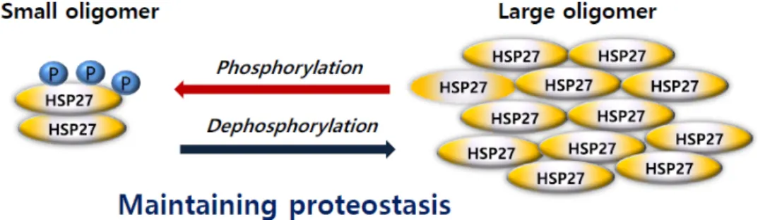 Figure 3. Phosphorylation induced conformational structural switching between different states