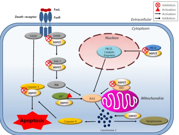 Figure 4. Role of heat shock protein 27 (HSP27) in different cellular apoptotic processes
