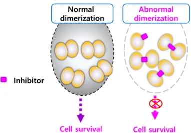 Figure 7. Altered cross-linking of heat shock protein 27 (HSP27) using small molecules for HSP27  inhibition
