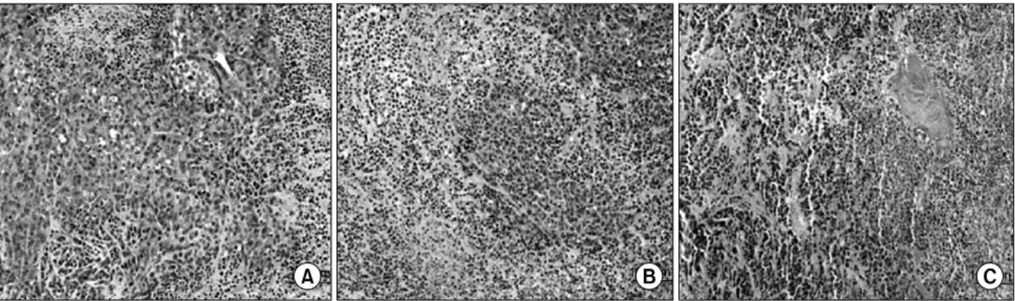 Table 2. Quantitative immunohistochemical analysis of bio- bio-markers from tumor specimens of mouse, xenografted with  hu-man OSCC cell line (Unit: Pixel/slide, P＜0.05)
