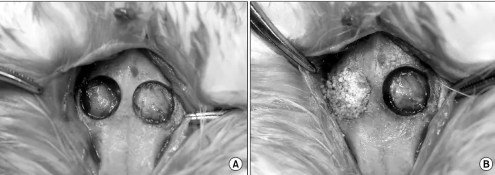 Fig. 1. Surgical procedure of bone graft. (A) Prepared calvarial critical size defects