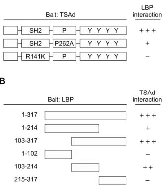Figure 1.  Mapping by yeast two-hybrid assay of the LBP binding sites in  TSAd (A) and the TSAd binding sites in LBP