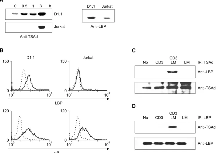 Figure 2.  TSAd associates with LBP in response to TCR + laminin (LM) stimulation. (A) D1.1 and Jurkat cells were stimulated with anti-CD3 for the in- in-dicated times, and cell lysates were subjected to Western blotting with anti-mTSAd Ab or anti-LBP Ab