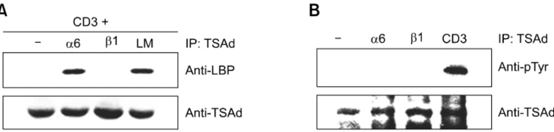 Figure 3.  TSAd associates with LBP in response to TCR + integrin α6 stimulation. (A) D1.1 cells were transfected with expression plasmids encoding 