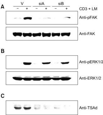 Figure 6.  TSAd is required for anti-CD3 Ab + laminin (LM)-induced FAK 