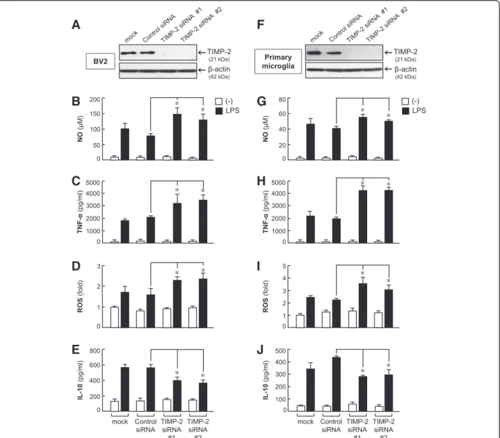 Figure 3 Knockdown of tissue inhibitor of metalloproteinase (TIMP)-2 aggravated inflammatory responses