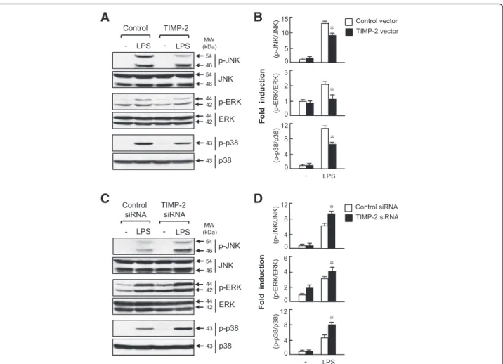 Figure 5 Mitogen-activated protein kinase (MAPK) signaling pathways are involved in the anti-inflammatory mechanism of tissue inhibitor of metalloproteinase (TIMP)-2