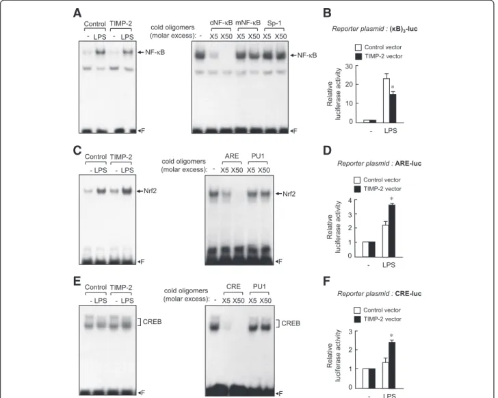 Figure 6 Tissue inhibitor of metalloproteinase (TIMP)-2 suppressed the DNA binding and transcriptional activities of NF- κB but enhanced the DNA binding and transcriptional activities of Nrf2 and cAMP-response element binding protein (CREB)
