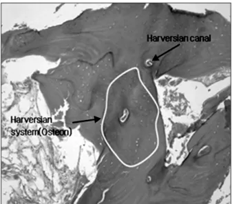Fig. 7. Regenerating lamellar bone.
