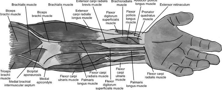 Fig. 1. Superficial muscles of the left anterior forearm.