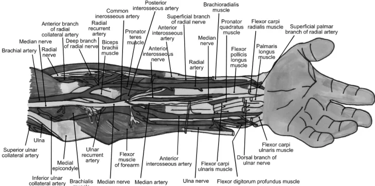 Fig. 4. Deep layers of nerves and arteries of the left anterior forearm; flexors and pronators of the superficial layer were sectioned.