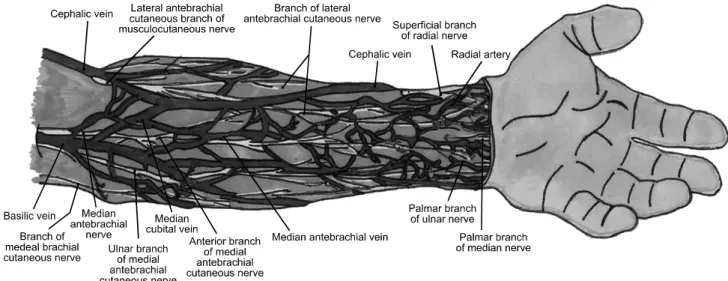 Fig. 5. Cutaneous nerves and superficial veins of the anterior aspect of the left forearm