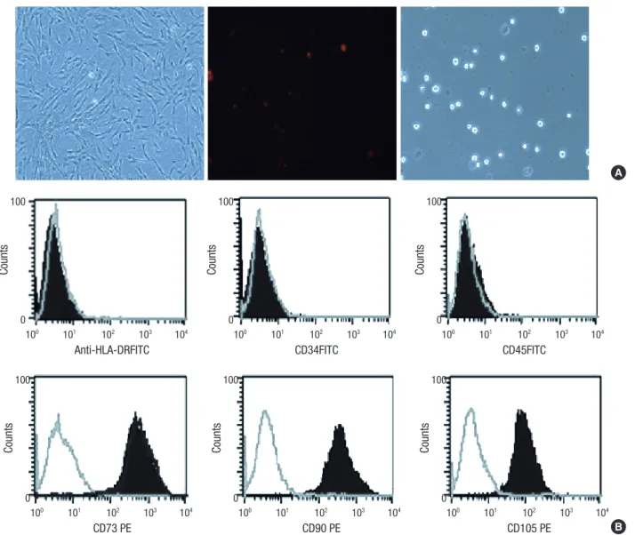 Fig. 1. Human UCB-MSCs preparation. Characterization of hUCB-MSCs at passage 5. hUCB-MSCs by phase-contrast microscopy (A)