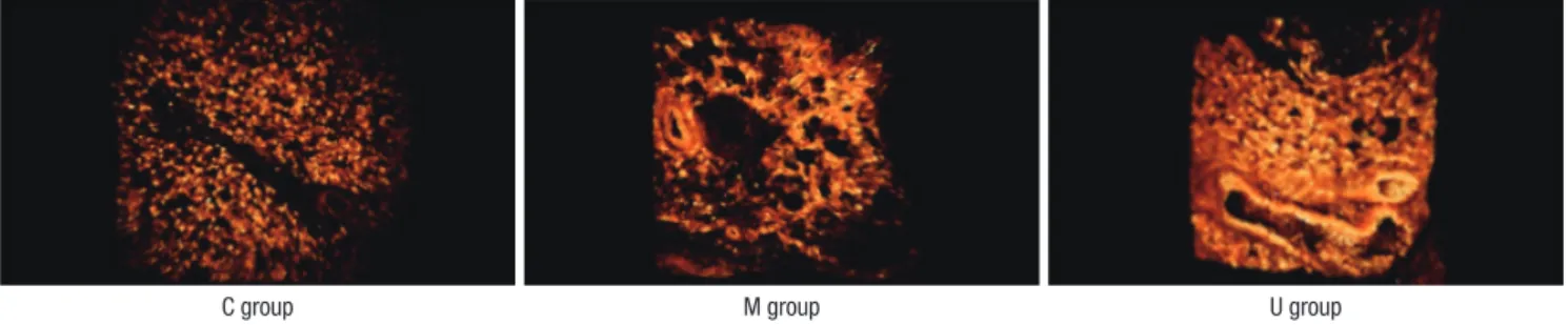 Fig. 2. Engraftment of hUCB-MSCs in lung tissues. The hUCB-MSCs tagged by PKh-26 are observed at 1,050 nm wave length in the lung tissues