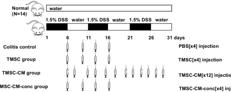 Fig 1. Experimental design. Mice were randomly assigned into 5 groups: the normal control, colitis control, TMSC injection, TMSC-CM injection, TMSC-CM-conc