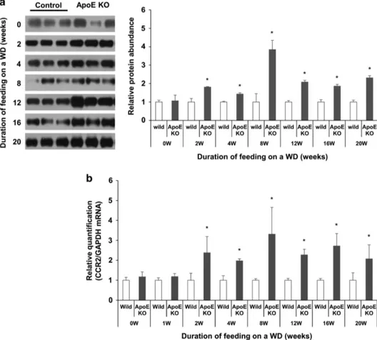 Figure 4 Kinetic changes in pro-in ﬂammatory mediator expression in ApoE − / − and control mice