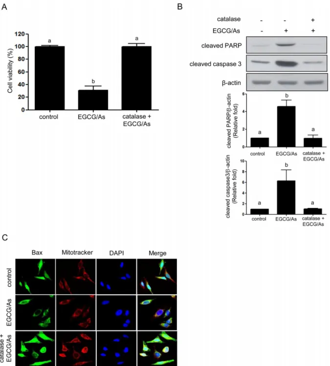 Fig 4. Catalase reverses cytotoxicity and pro-caspase activity induced by combined EGCG/As treatment