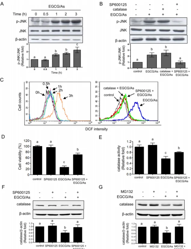Fig 5. JNK mediates catalase activity, ROS production, and apoptosis altered by combined EGCG/As treatment