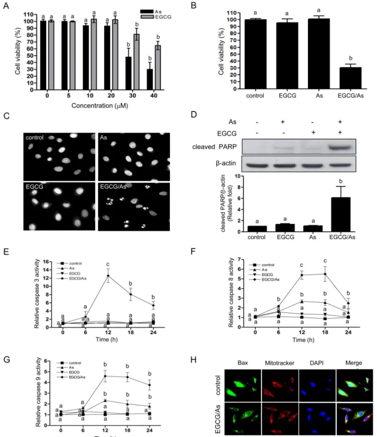Fig 1. Combined EGCG/As treatment increases apoptosis in BAEC. (A) BAEC were treated with various doses (0, 5, 10, 20, 30, or 40 μM) of As or EGCG for 24 h