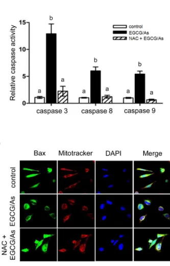 Fig 3. NAC reverses cytotoxicity and pro-caspase activity induced by combined EGCG/As treatment