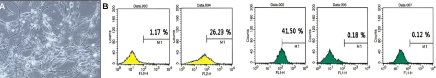 Fig. 1. Representative photograph of passage 1 adipose tissue-derived cells. (A) cellular morphology