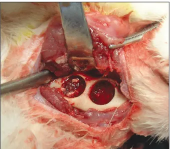 Fig. 2. Photograph  of  experimental  surgery  on  rabbit mandible.