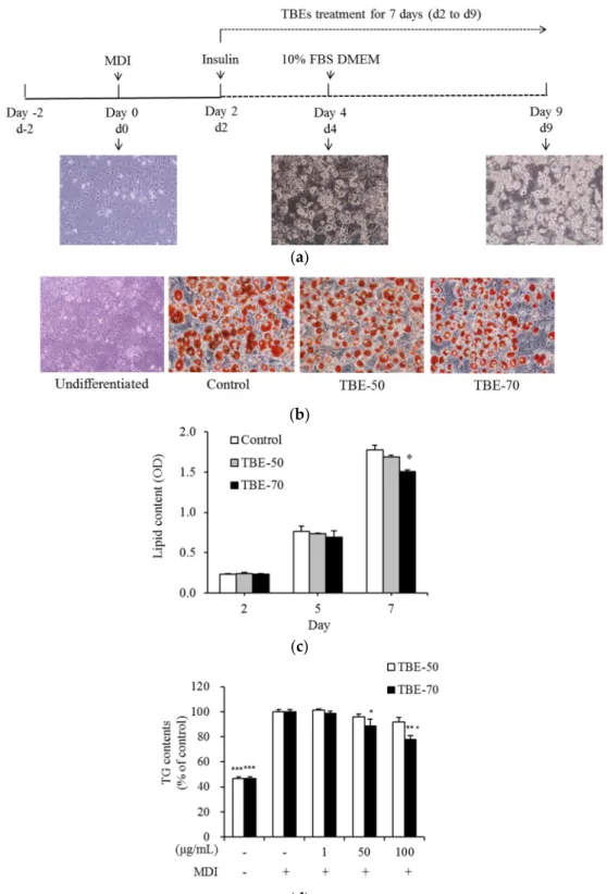 Figure 5. Effects of TBEs on intracellular lipid accumulation and TG content during adipocyte  differentiation