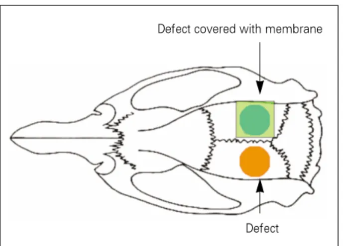 Fig. 1. Diagram of the control group and experimental group. 