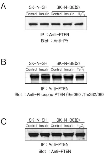 Figure 5. Analyses of the phosphorylation status of PTEN. Cells were stimulated with insulin (100 nM) or H 2 O 2 (1 mM) for 10 min,