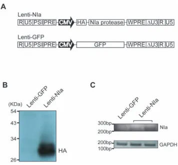 Figure 6. Lentiviral-mediated expression of NIa. (A) Lentiviral constructs for the expression of HA-NIa and GFP