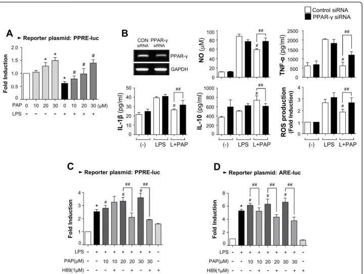 Fig. 5 PAP increased PPAR γ activity, which also depends on PKA signaling. a Transient transfection analysis of PPRE-luc reporter gene activity