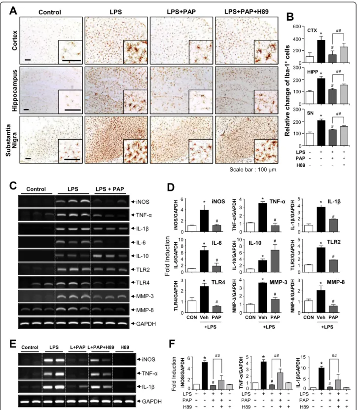 Fig. 6 Effects of PAP on microglial activation and the mRNA expression of inflammatory markers in the brains of LPS-injected mice